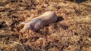 Fat Happy Pig at Bethel Trail Farm, Farm Day, 2014